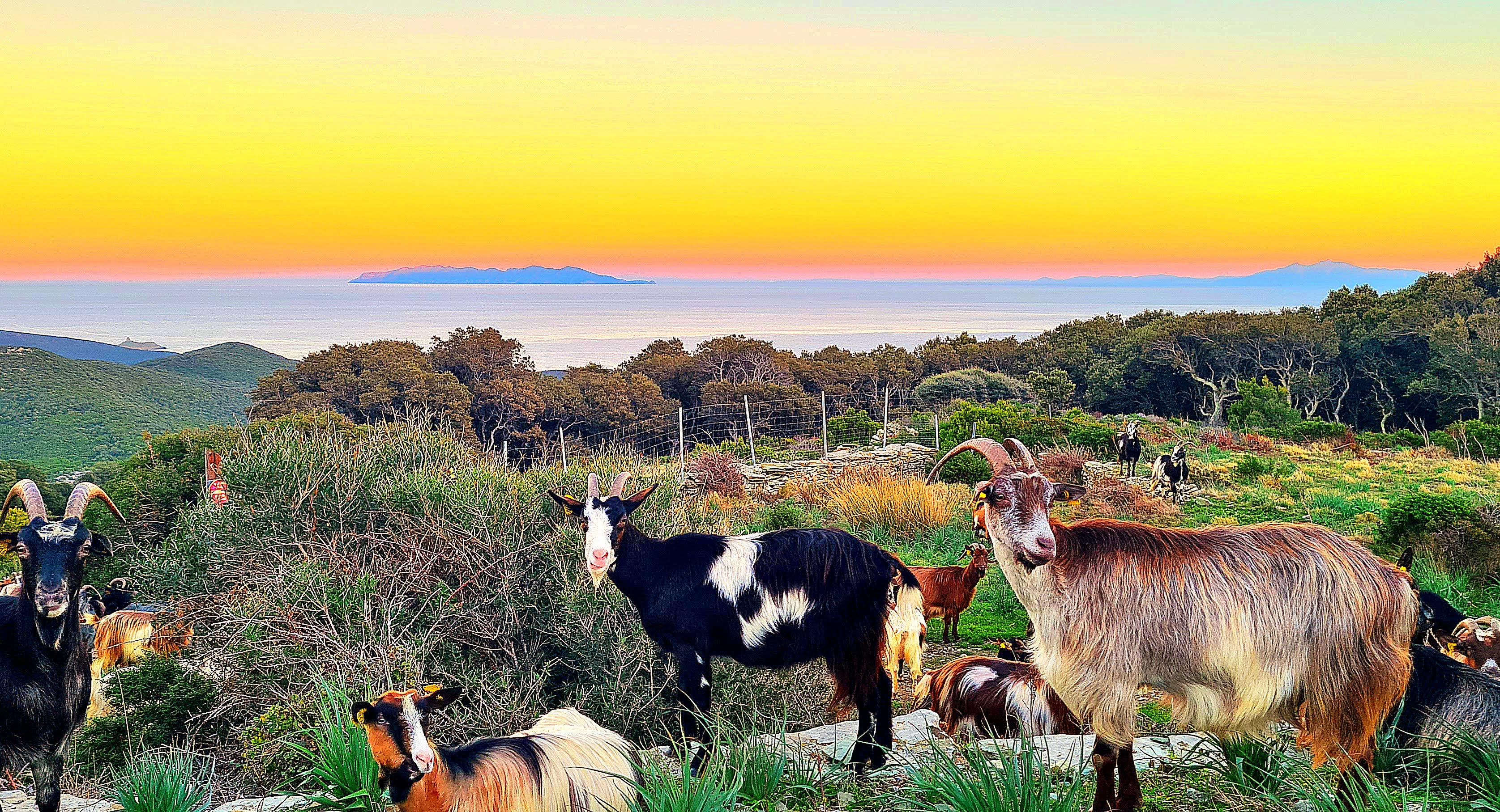 La. photo du jour : E capre di Ruglianu