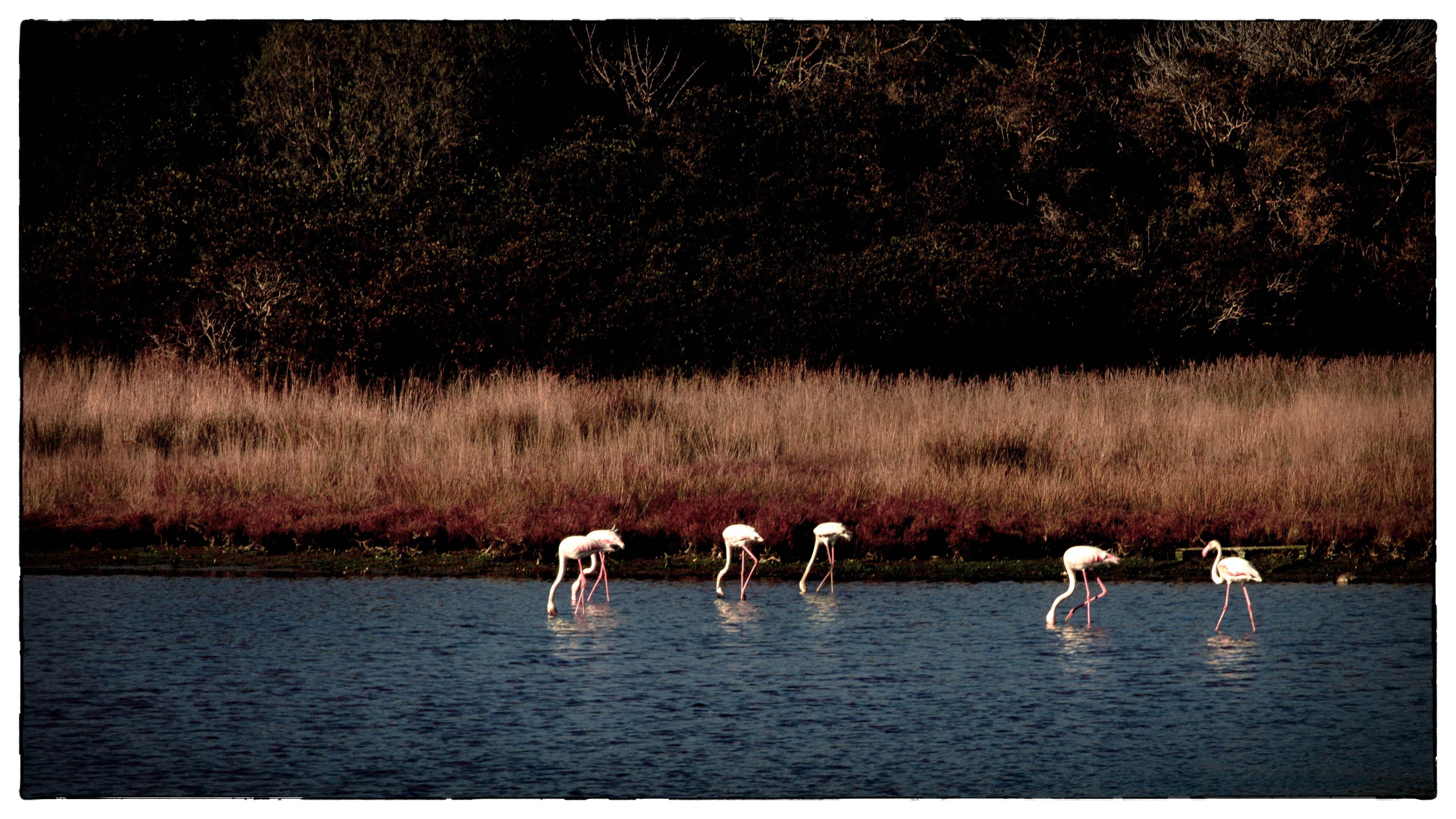 La photo du jour : les flamants roses de Portivechju