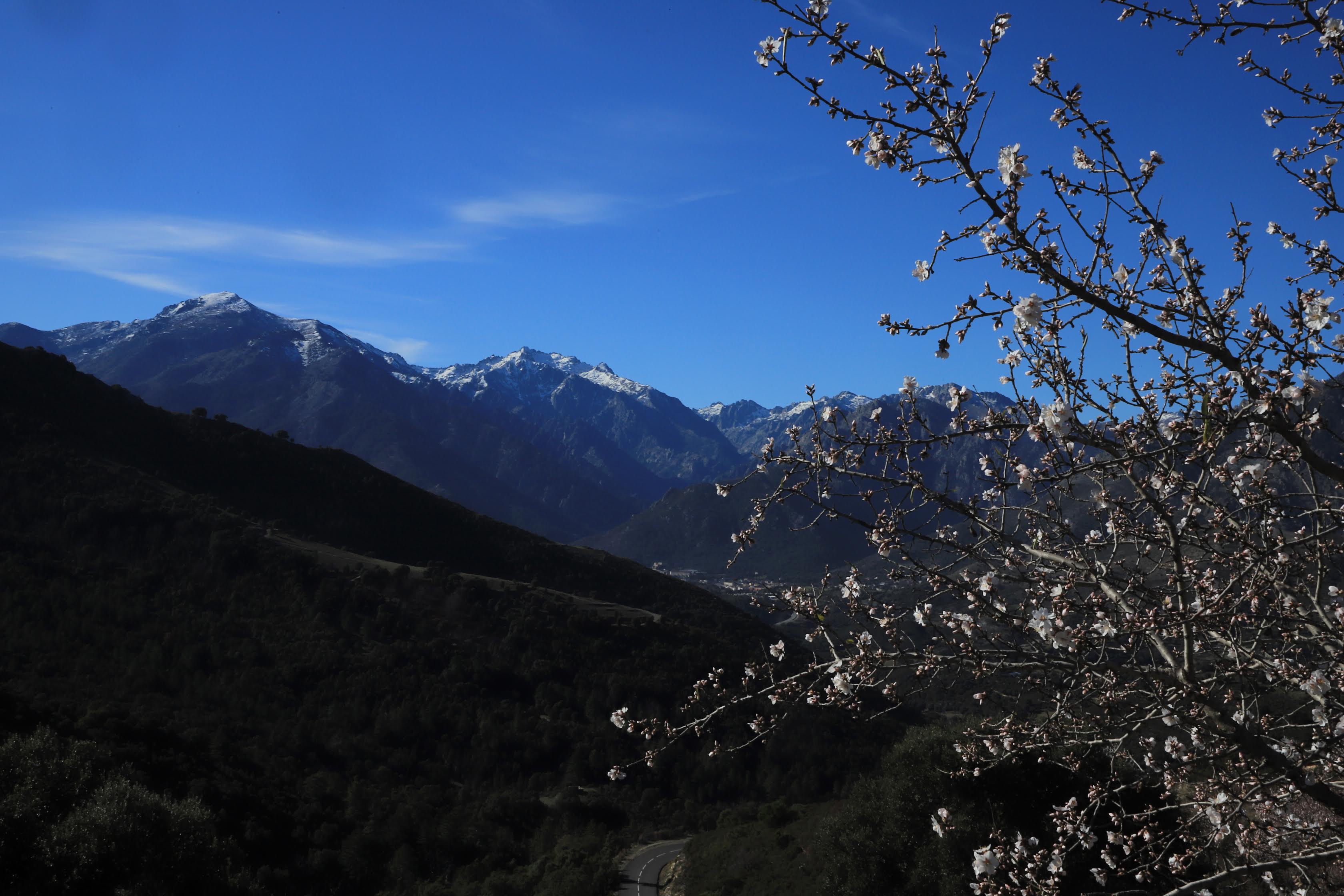 Les amandiers et le massif du Ritondu (Mario Grazi)
