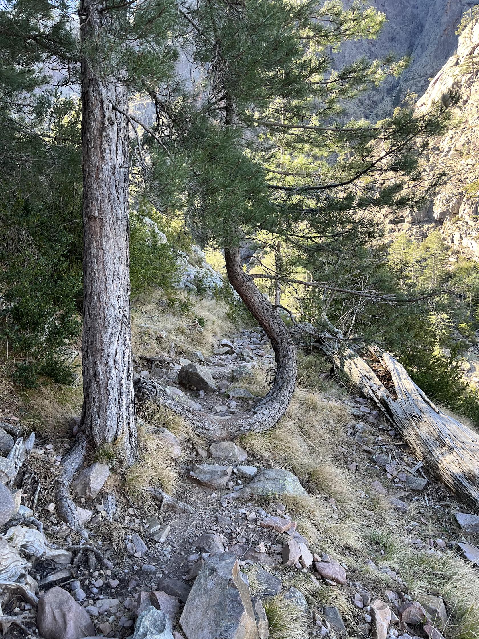 La photo du jour : dans la forêt de Bonifatu