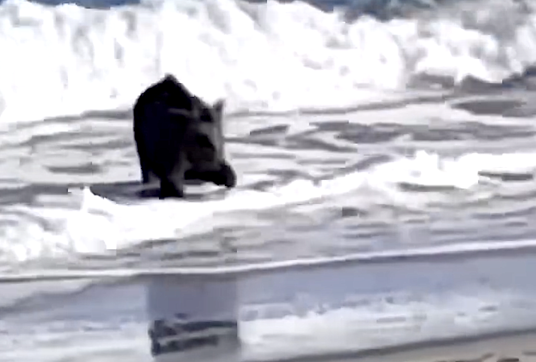 VIDEO - Le bain du sanglier à la Marana