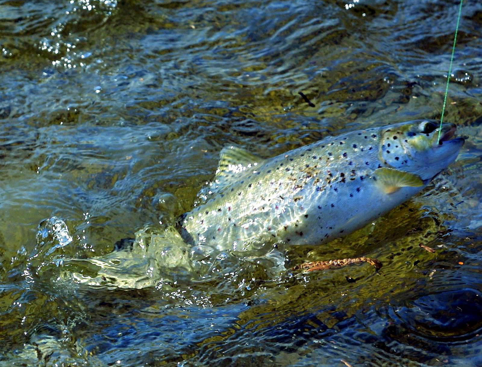 Pêche à la truite : Comment se présente la nouvelle saison qui démarre samedi ?
