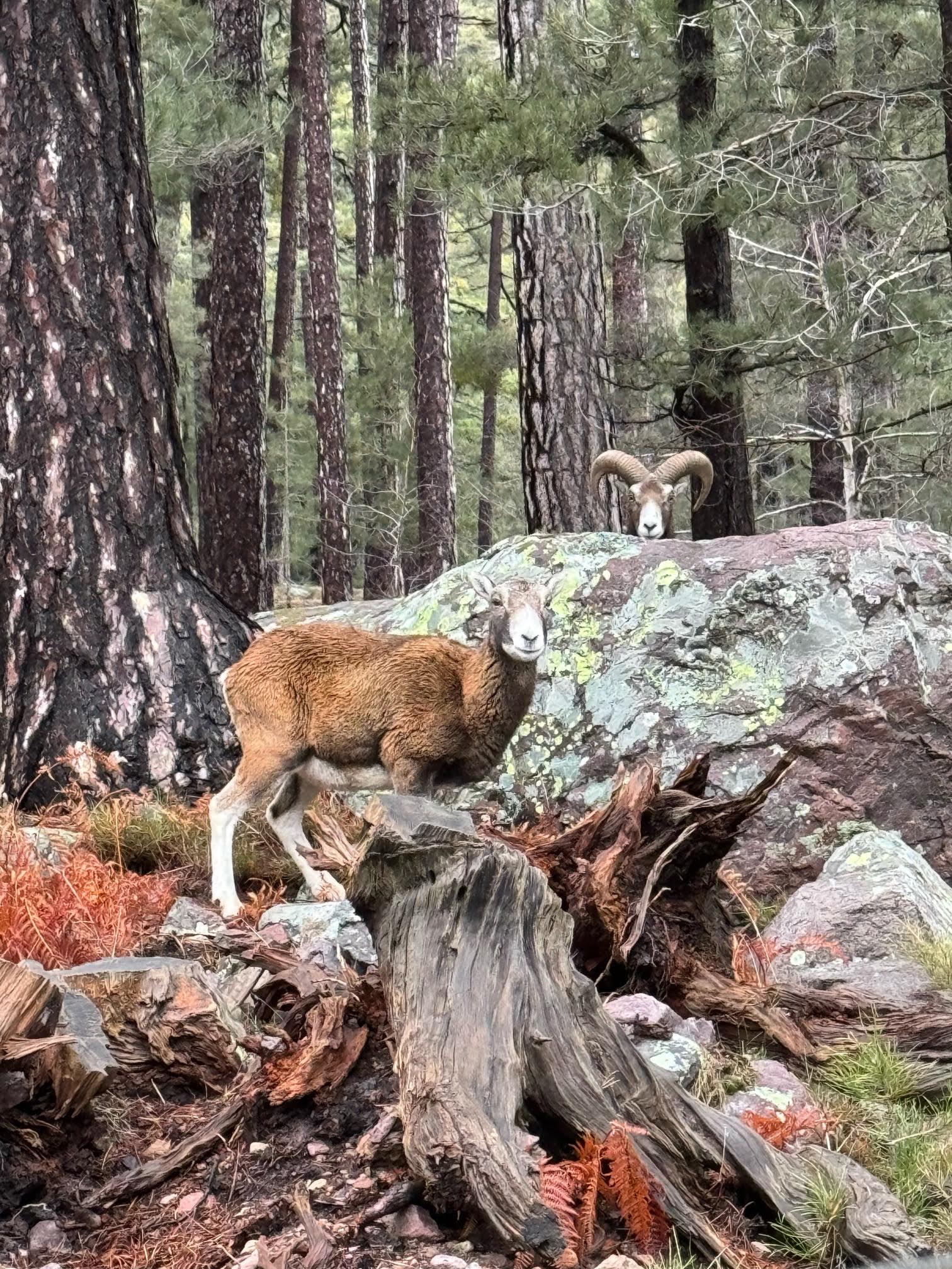 La photo du jour : Ascu, la belle rencontre