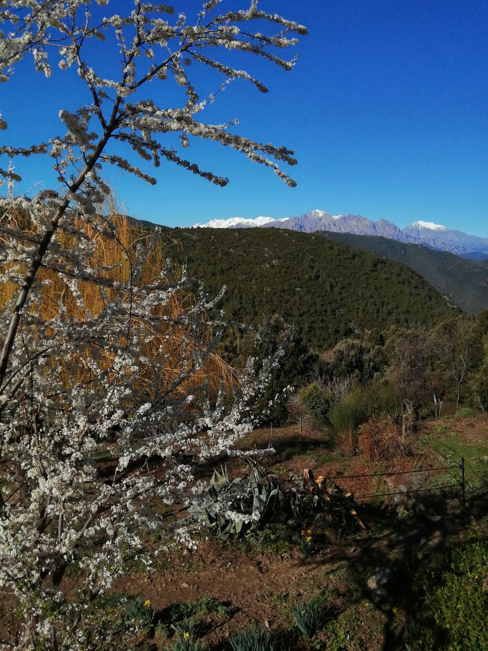 Hiver ou Printemps ? (Bernard Chalbos)