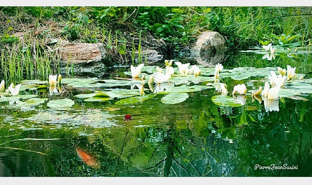 La photo du jour : Les nymphéas de Bastia