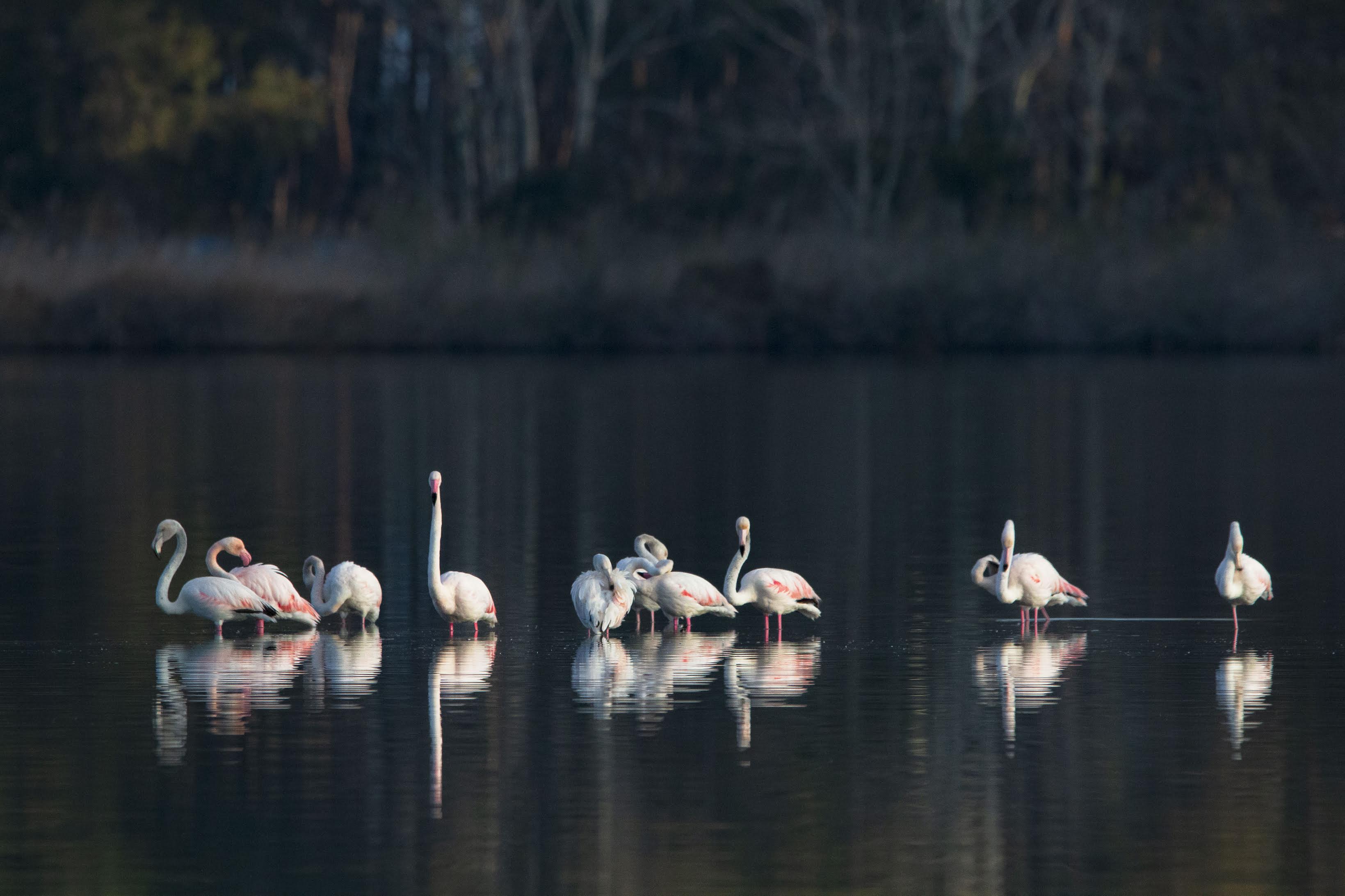 La photo du jour : les flamants roses de Chjurlinu