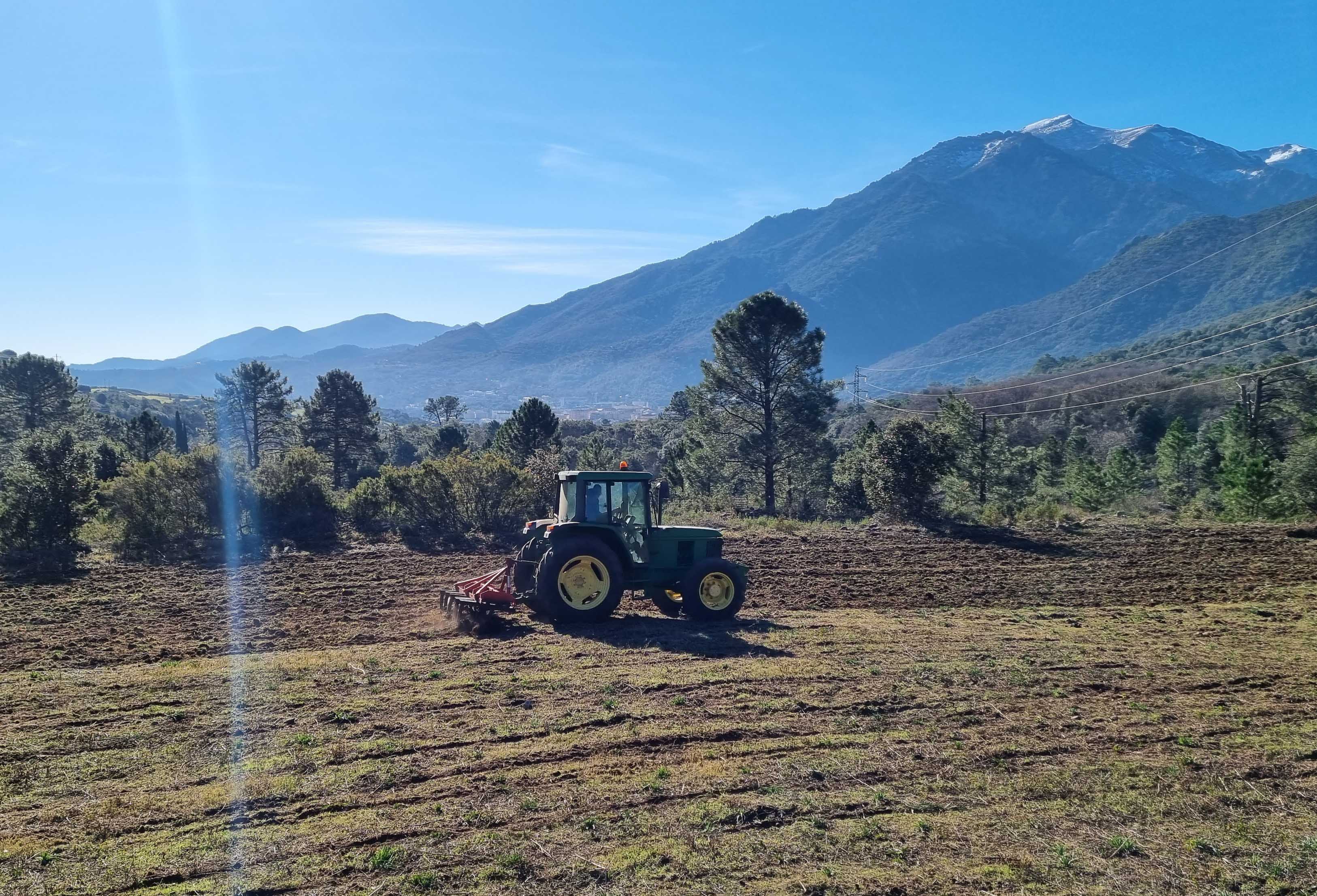 À Corte, la renaissance du blé corse avec l'association U Granu Anticu