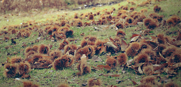 Cynips : Paul Félix Benedetti interroge l’Exécutif quant aux critères d’attribution de l’aide régionale de compensation