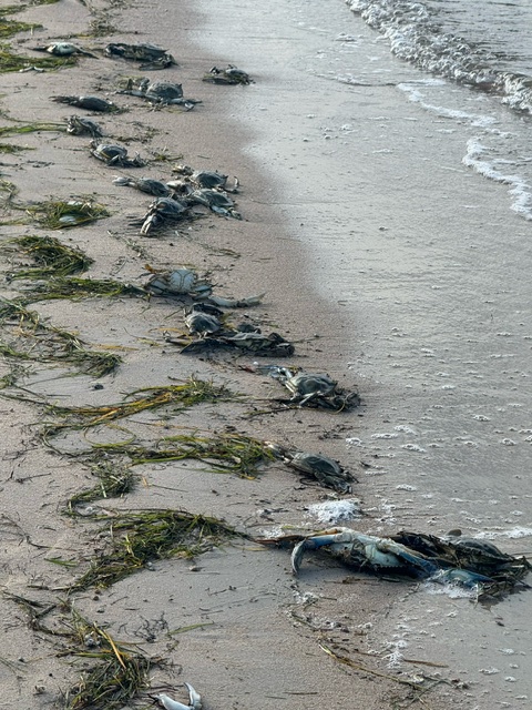 De nombreux crabes bleus se sont échoués ce dimanche sur une plage de Lecci (Photos DR)