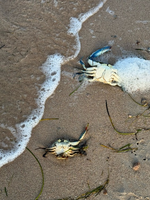 Quelle est l'origine de l'échouage massif de crabes bleus sur une plage de Lecci ?