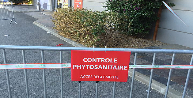 Xylella Fastidiosa : Deux nouveaux plants de polygale à feuille de myrte contaminés à Propriano