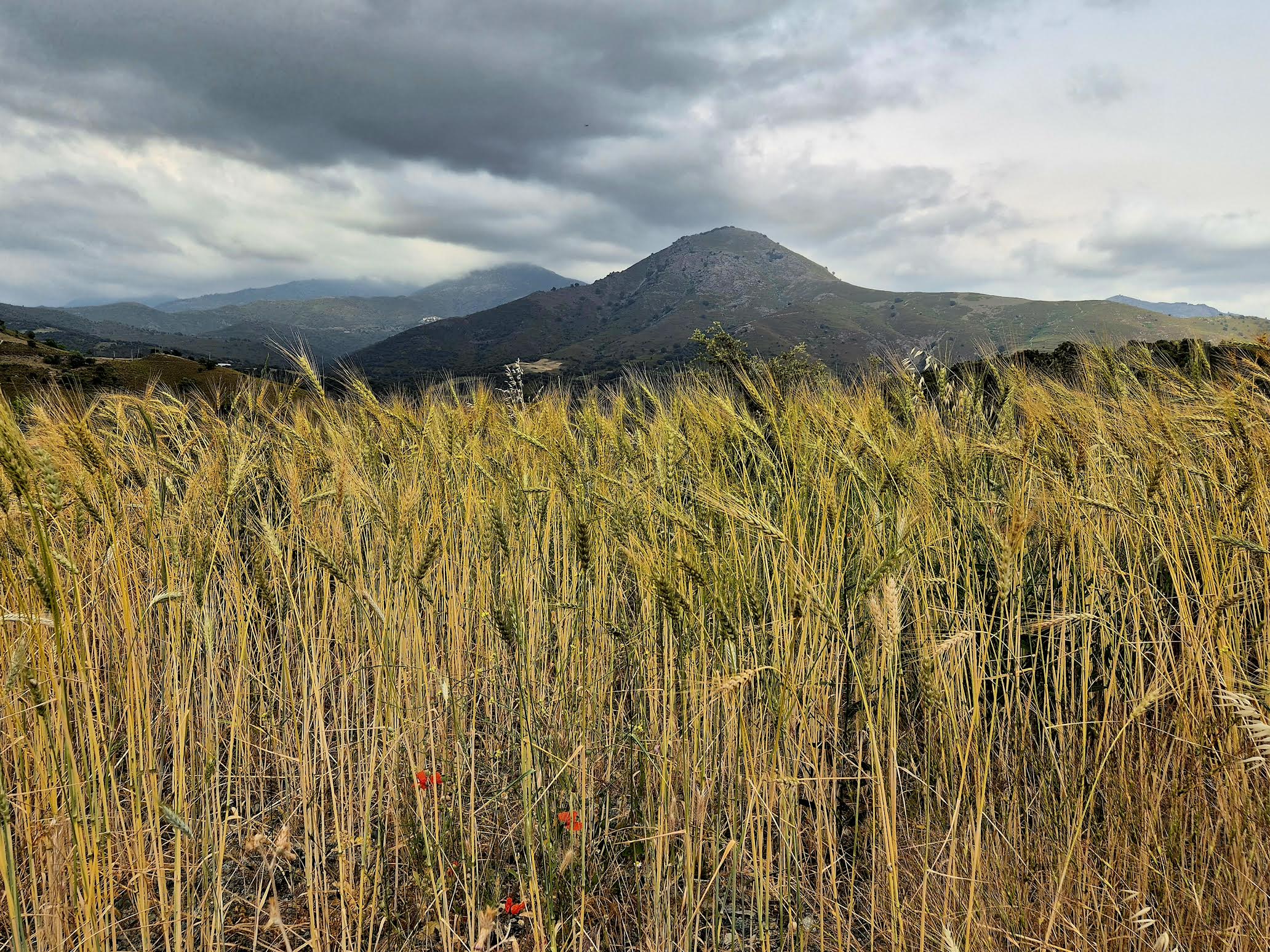 Tumbone curtinese (410 m) è granu anticu (Françoise Geronimi)