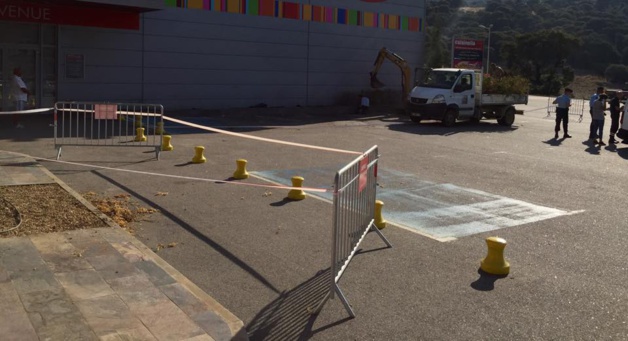 Xylella Fastisiosa : Le point sur la lutte en Corse-du-Sud