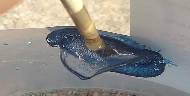 Ajaccio : Les mystérieuses bestioles du Ricantu