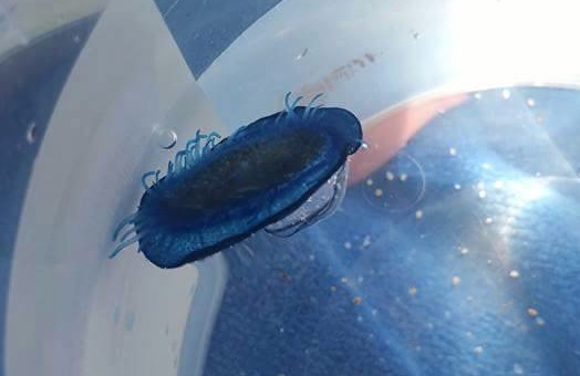 Ajaccio : Les mystérieuses bestioles du Ricantu