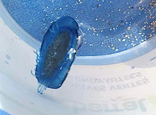 Ajaccio : Les mystérieuses bestioles du Ricantu