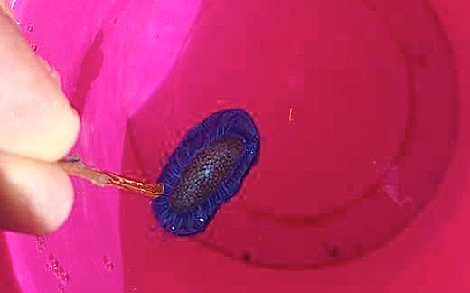 Ajaccio : Les mystérieuses bestioles du Ricantu