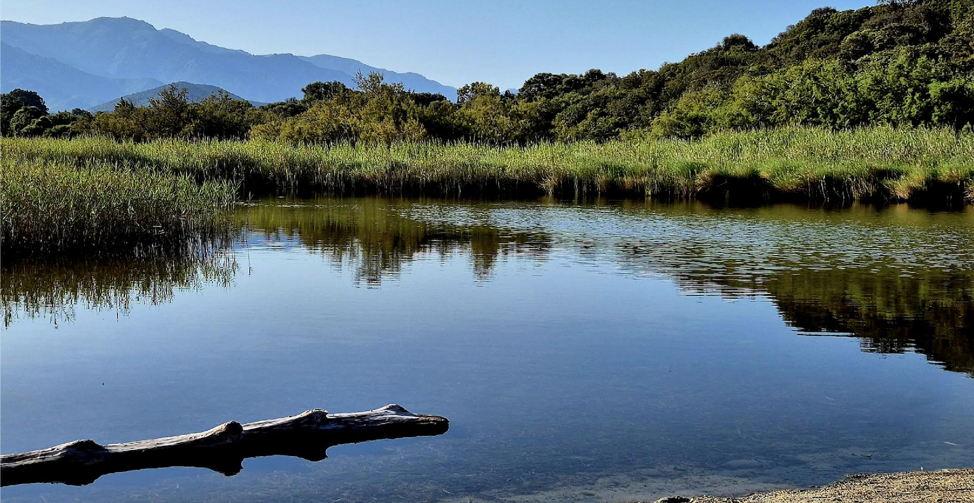 La photo du jour :  Le... crocodile d'Ostriconi ans son milieu naturel