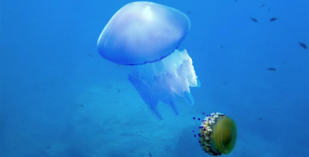 Bastia : L'étrange méduse "œuf au plat"