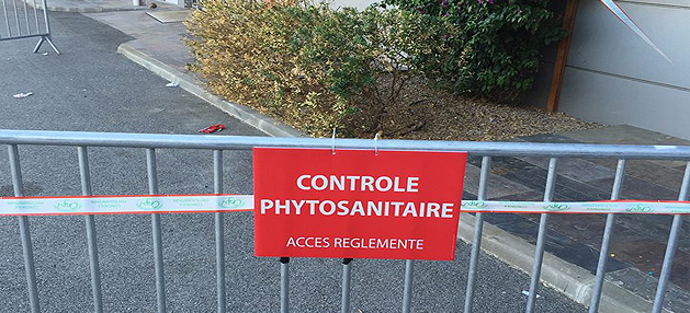 Xylella Fastisdiosa : Bonifacio touchée à son tour. La bactérie également détectée sur un Pelargonium cultivé en pot