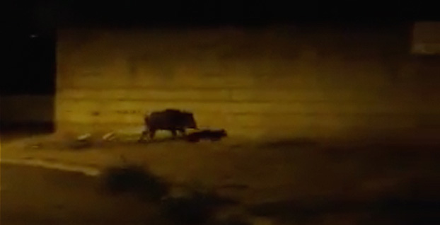 (Vidéo Bobby Sands)