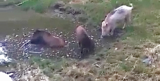 (Vidéo Booby Sands)