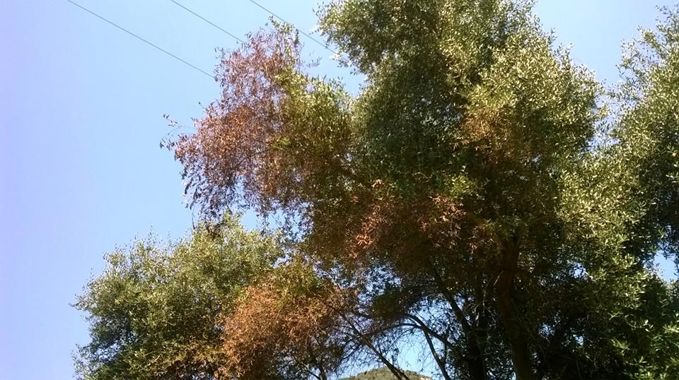 Xylella Fastidiosa : "Pas de danger pour les oliviers corses" selon Stéphane Le Foll