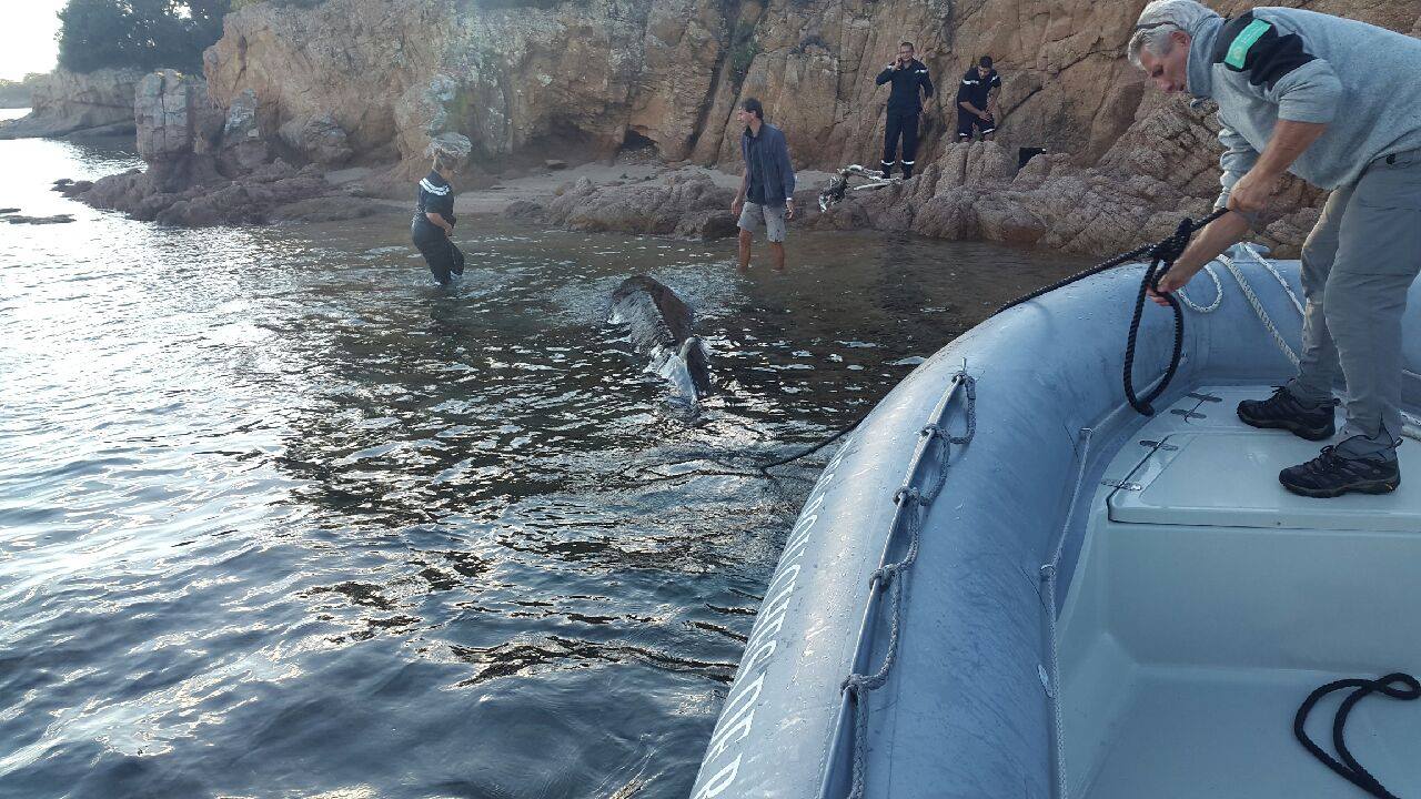 (Photo réserve naturelle des Bouches de Bonifacio)