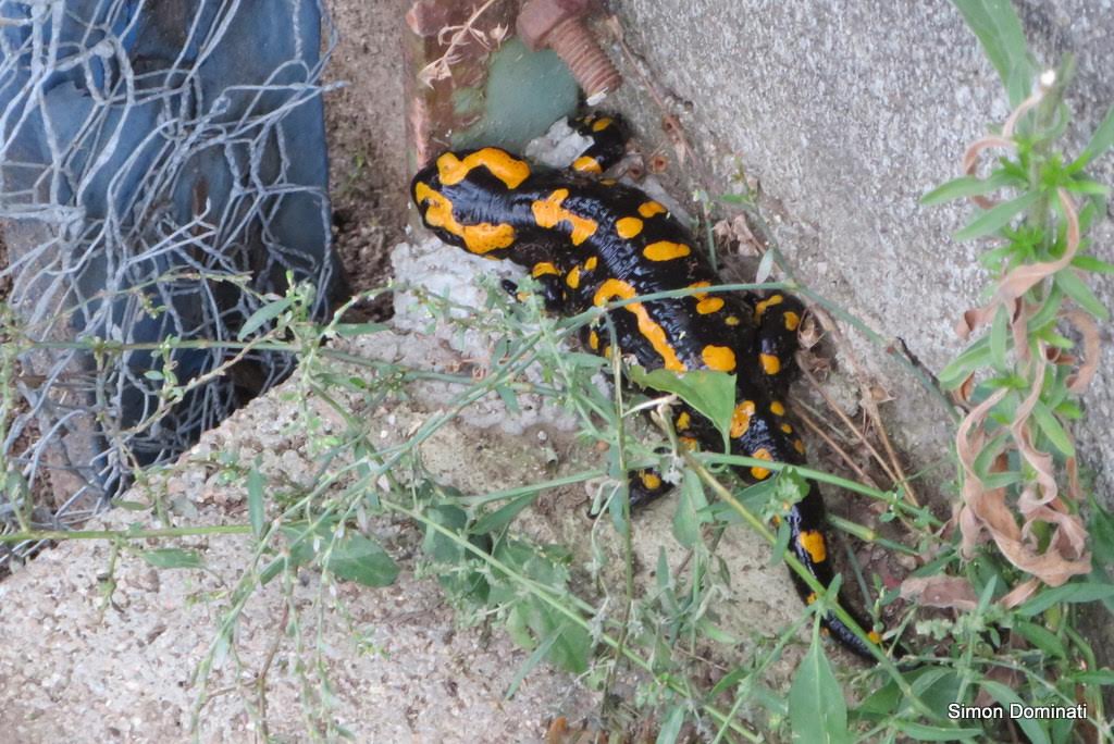 Rencontre avec u cateddu muntaninu