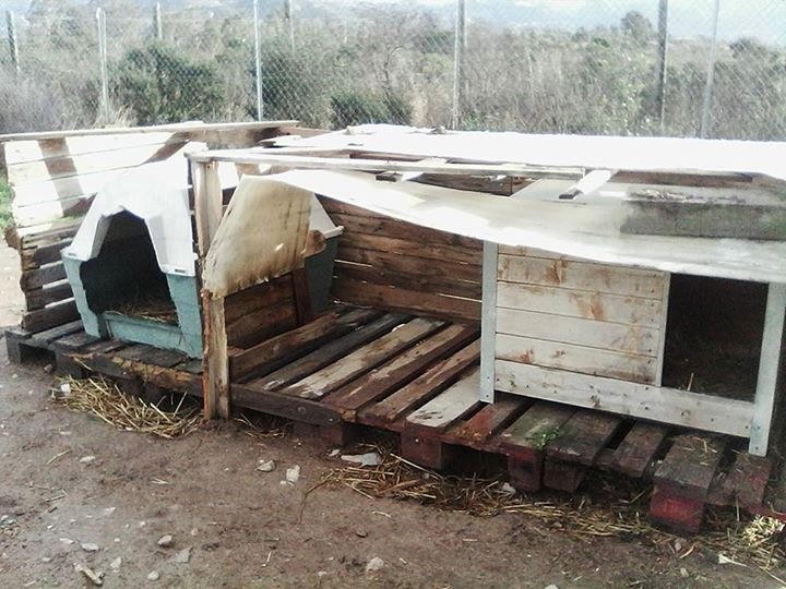 Le refuge SPA de Calvi victime de la tempête