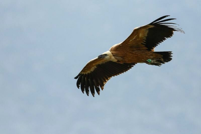 L'incroyable voyage de Kronos, le jeune vautour qui a volé du Frioul jusqu’à la Corse