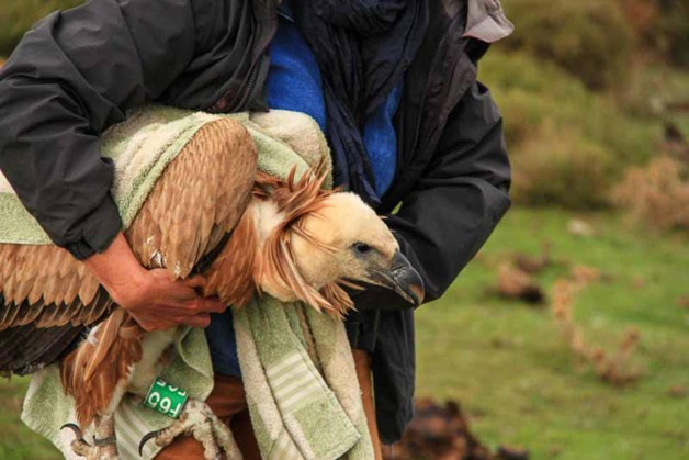 Kronos avait été récupéré en Balagne (oiseauxdecorse.fr)