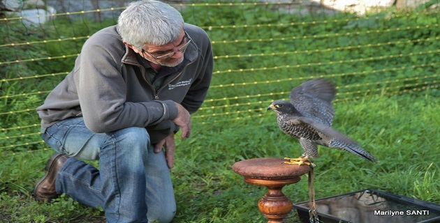 La fauconnerie appelée à la rescousse pour effaroucher les étourneaux ajacciens