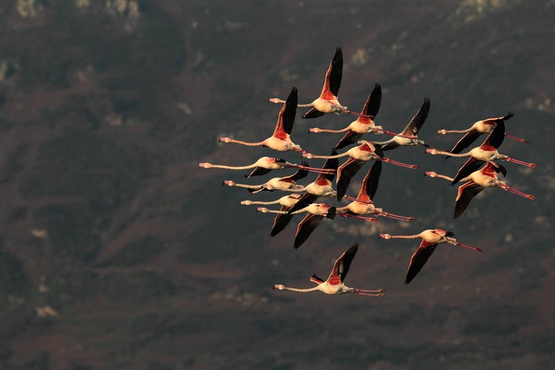 Le vol des flamants roses : des images merveilleuses de l'association "Oiseaux de Corse"