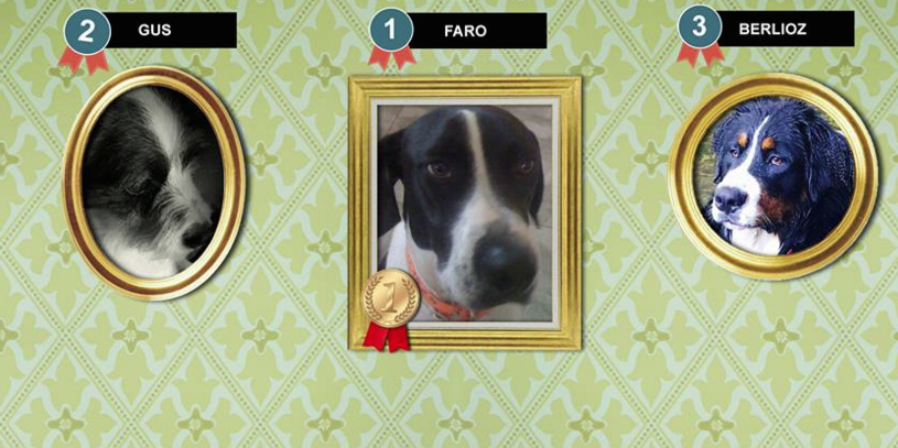 Concours "Ma Bête" : Faro remporte 6 mois de croquettes pour le refuge de Caldaniccia