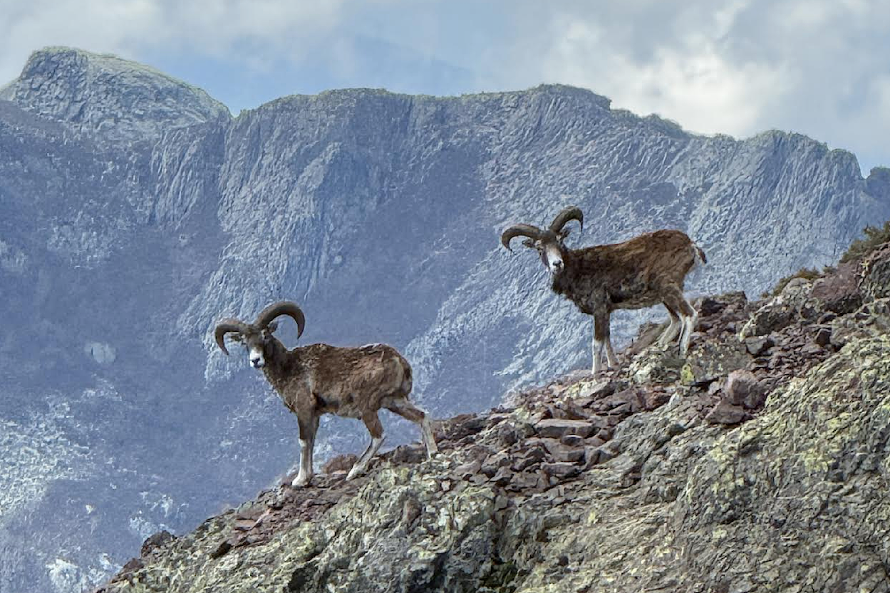 A màghjina - Re di petra è di silenziu : i mufroni di u Falasorma