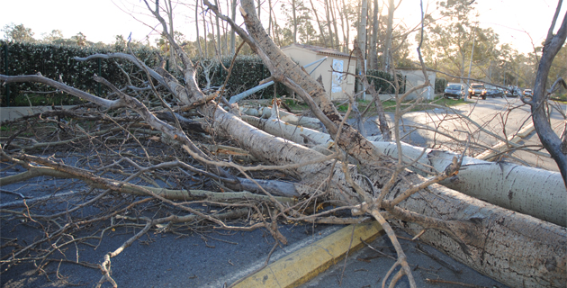 Un arbre s'est abattu sur la route de la Marana. (Photos Jean-Luc Halle-Com20)