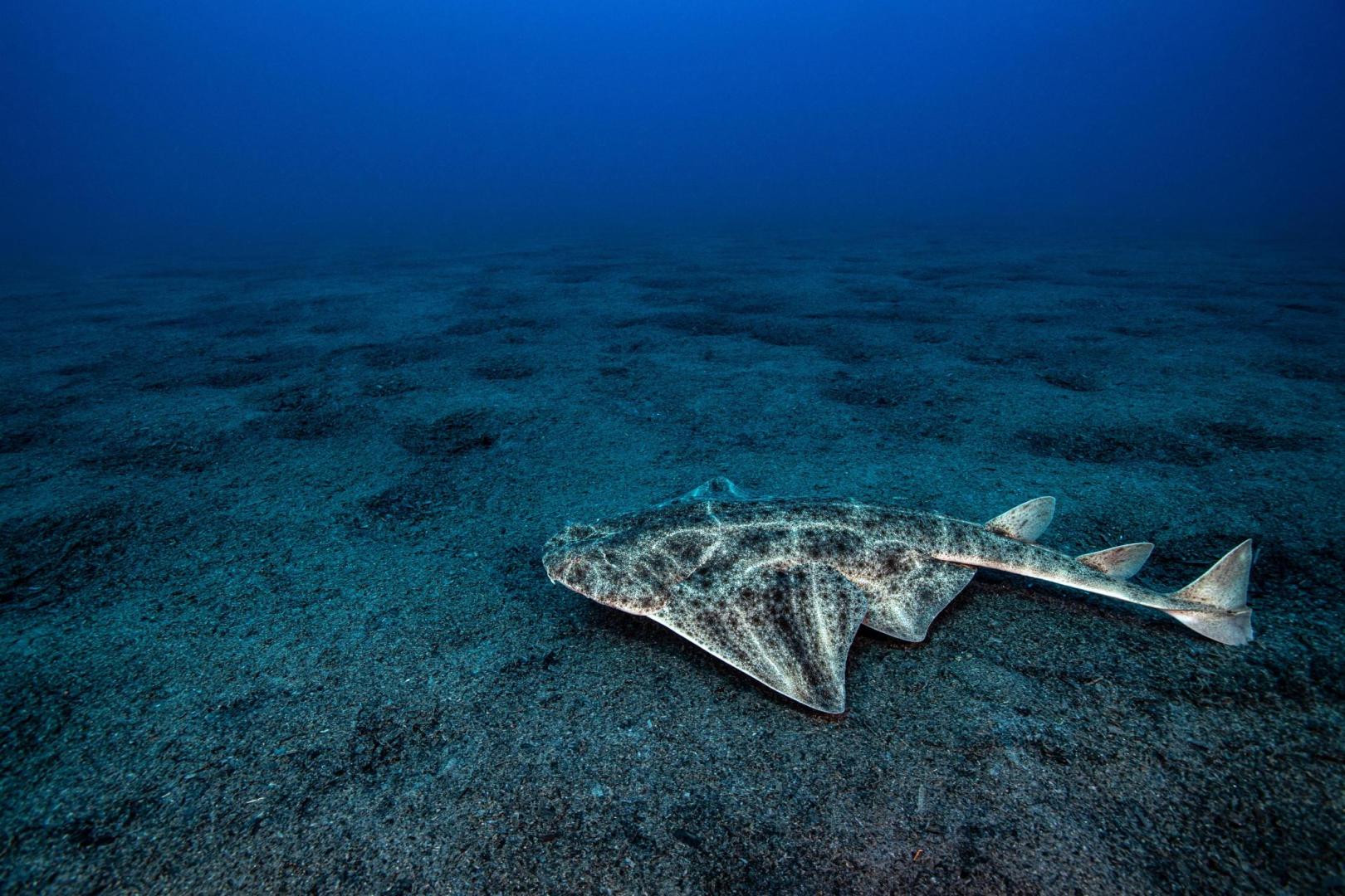 Crédit : Laurent Ballesta / Andromède Océanologie