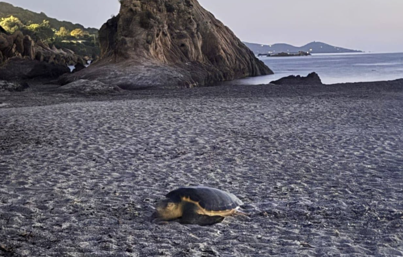 Crédit photo Cétacés Association Recherche Insulaire - CARI