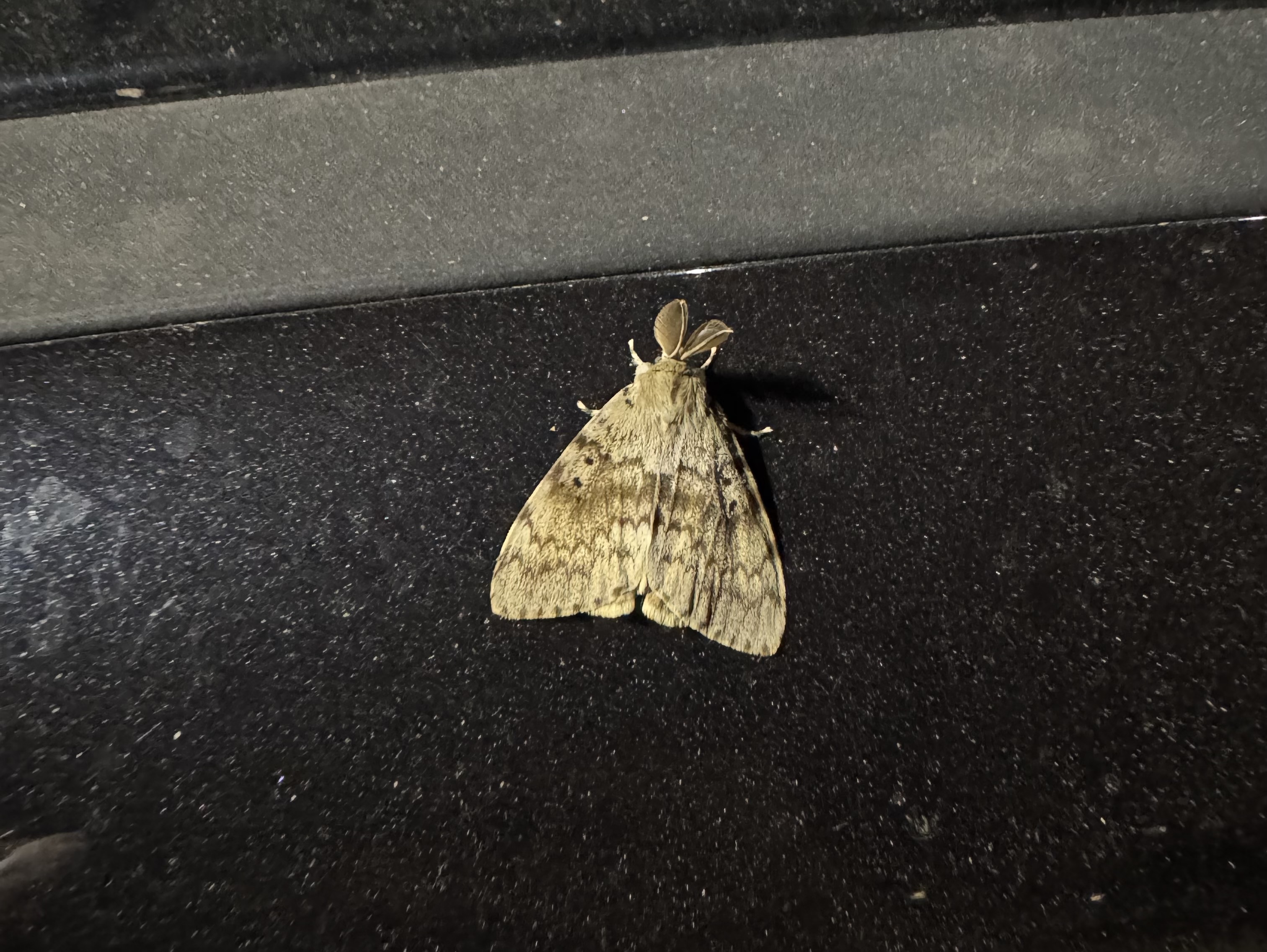 Bombyx disparate : pourquoi ces papillons sont si nombreux en Corse cet été ?