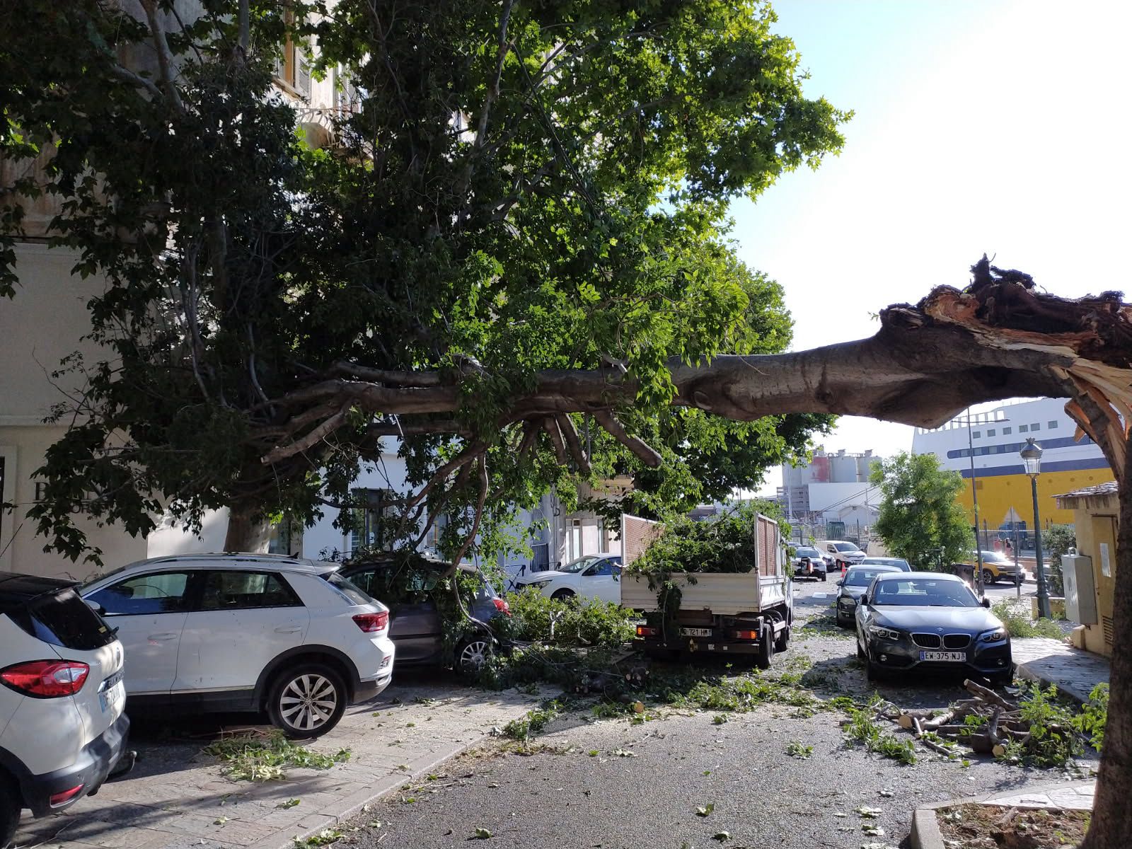 Le vent a brisé un arbre entre Notre Dame de Lourdes et le port de Bastia (Documents CNI)