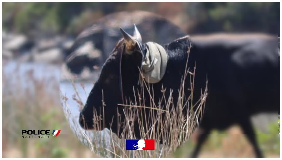 Photo Pauline de Haute Corse