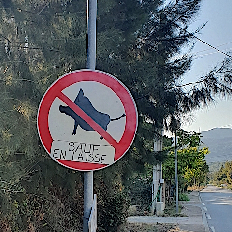 Vol insolite à Casaperta : le panneau “Interdit aux sangliers (sauf en laisse)” a disparu !
