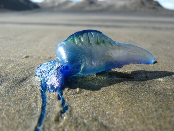La « galère portugaise » est-elle aux portes de la Corse ?
