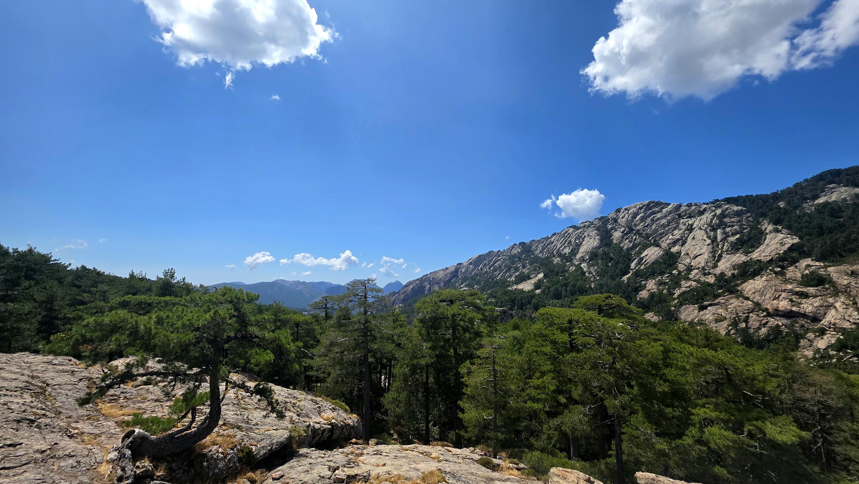 Forêt d'Aïtone (Sabrina Mariani)