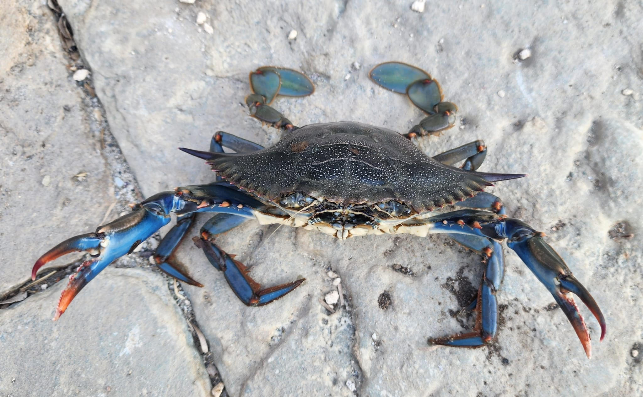 (Jacqueline D’Antuoni)