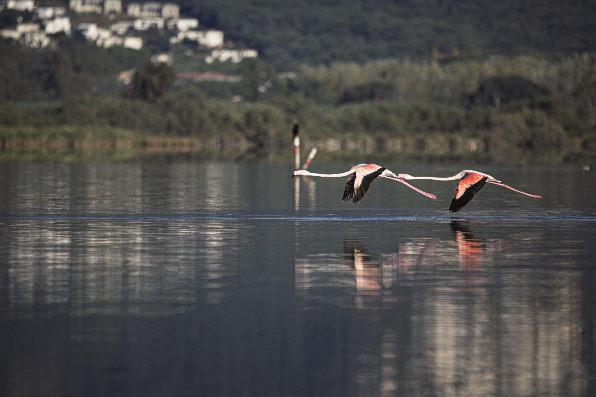 A màghjina : i fiaminghi rossi di u stagnu di Chjurlinu