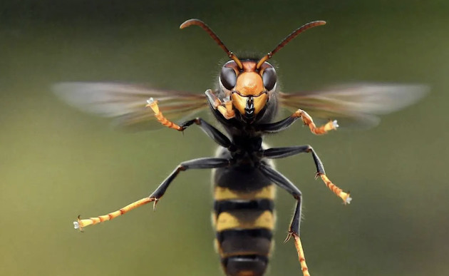 Ajaccio : nouveau signalement de frelon asiatique en plein centre-ville