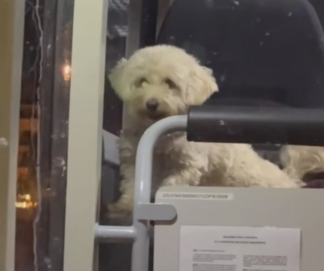 Le chien qui a occupé un siège passager.