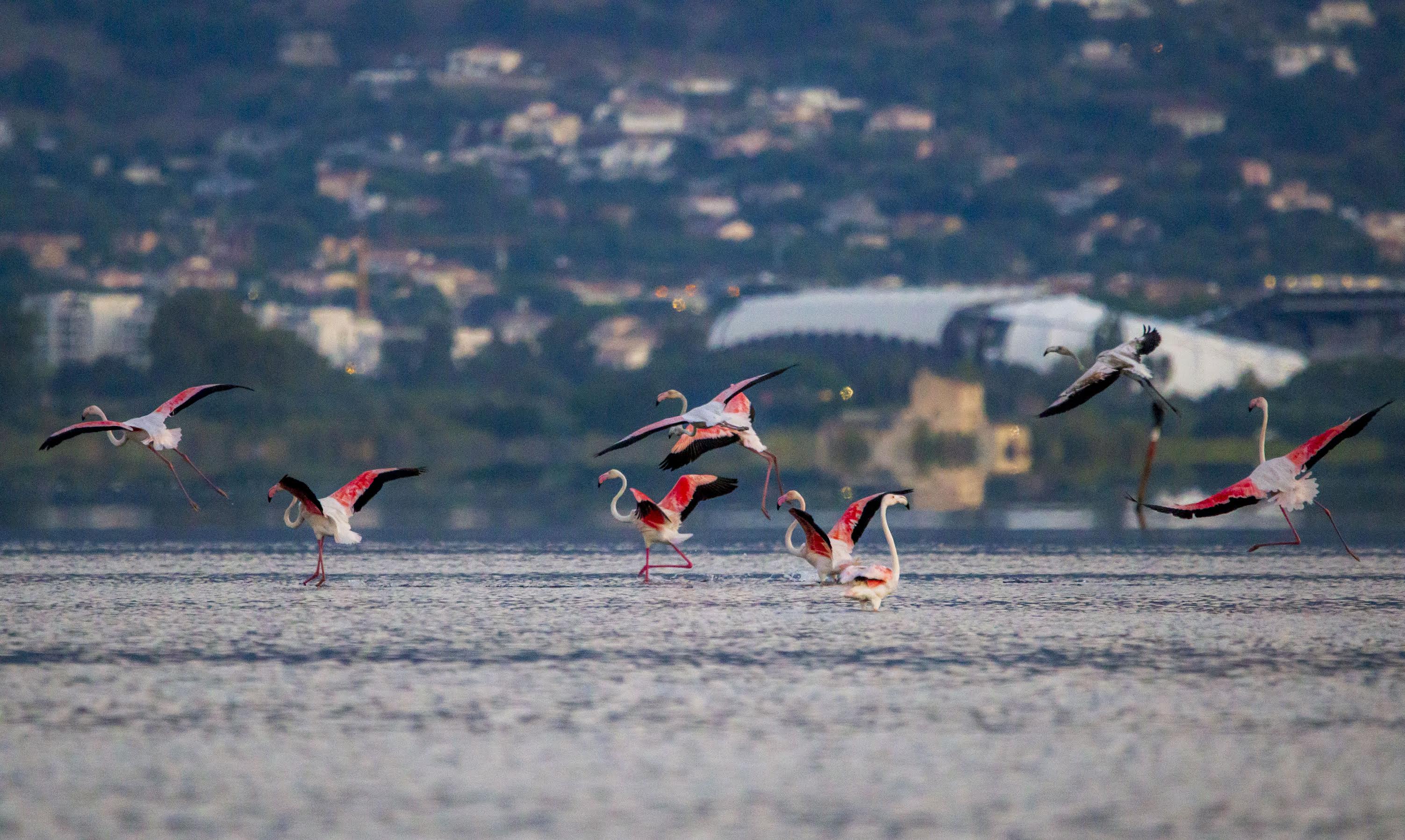 A màghjina - Ballu di fiamanti à l’alba di Chjurlinu